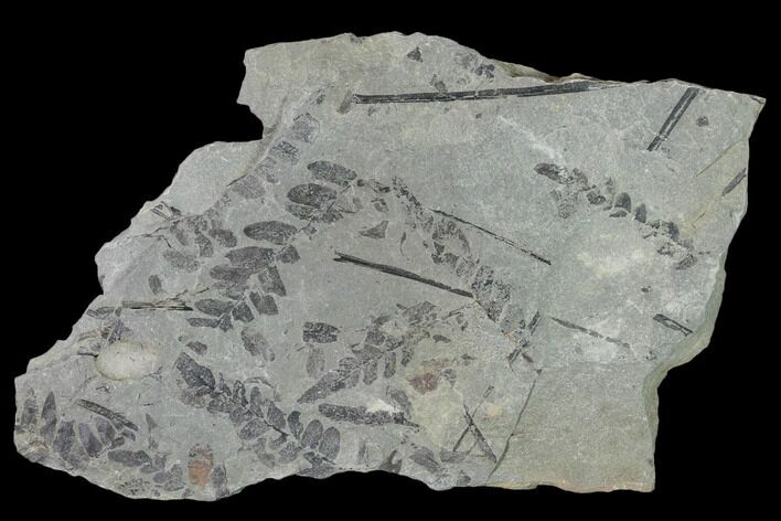 Pennsylvanian Fossil Fern (Neuropteris) Plate - Kentucky #158734